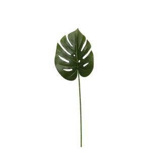 apac-big-fat-leaf.jpg