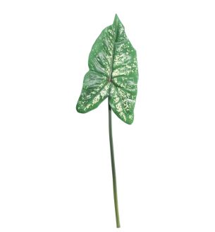 single-lg-syngonium-leaf-up-up.jpg