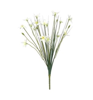 zephyranthes-candida-bush-17-inches-up-up.jpg