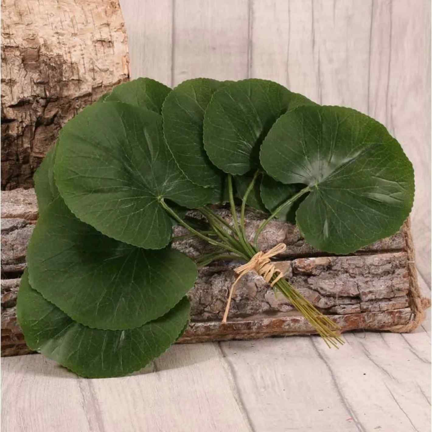Galax Leaf Pack of 12