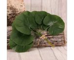 Galax Leaf Pack of 12