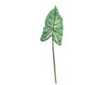Single Large Syngonium Leaf (74cm)